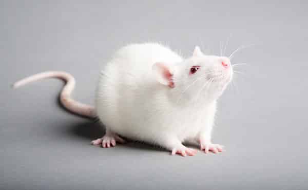 Mơ thấy chuột bạch - Con chuột số mấy?