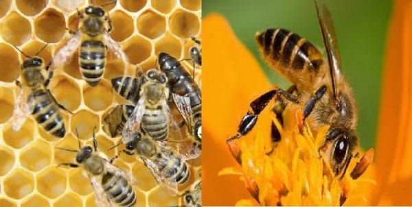 Con ong số mấy đánh đề dễ trúng nhất?