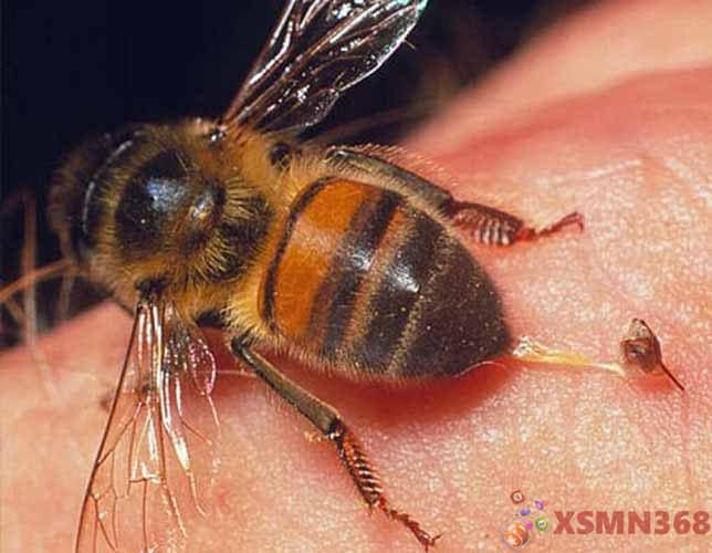 Bị ong đốt là điềm gì? luận giải mới nhất 2024