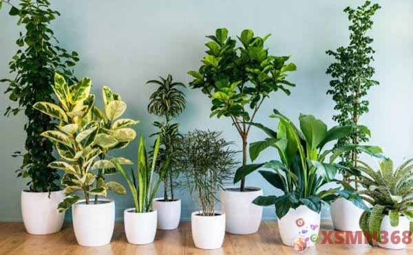 5 loại cây phong thủy mà bạn không nên trang trí trong nhà