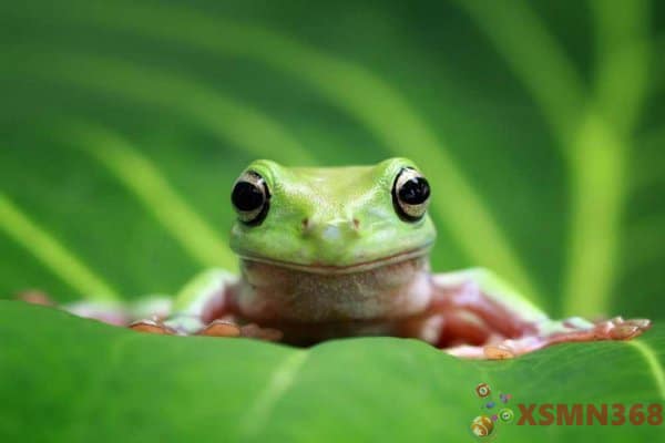 Mơ thấy ếch là điềm báo gì? Giải mã 8 điềm báo liên quan