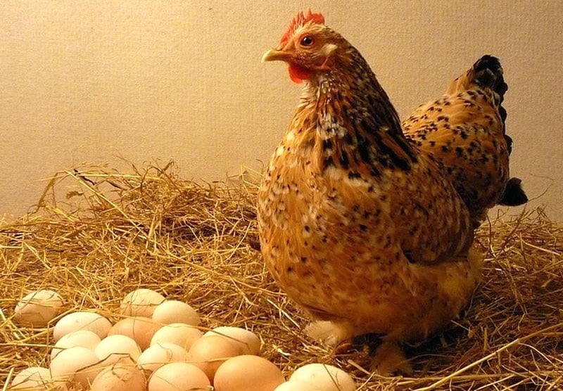 Mơ thấy trứng gà đánh con gì đảm bảo ăn chắc nhất?